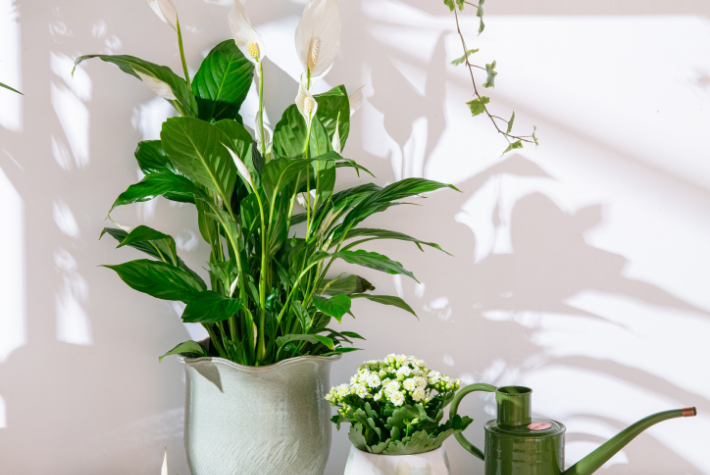 Houseplant of the month: peace lilies