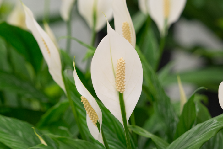 Houseplant of the month: peace lilies
