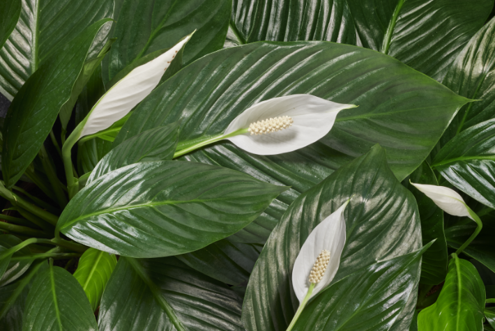 Houseplant of the month: peace lilies