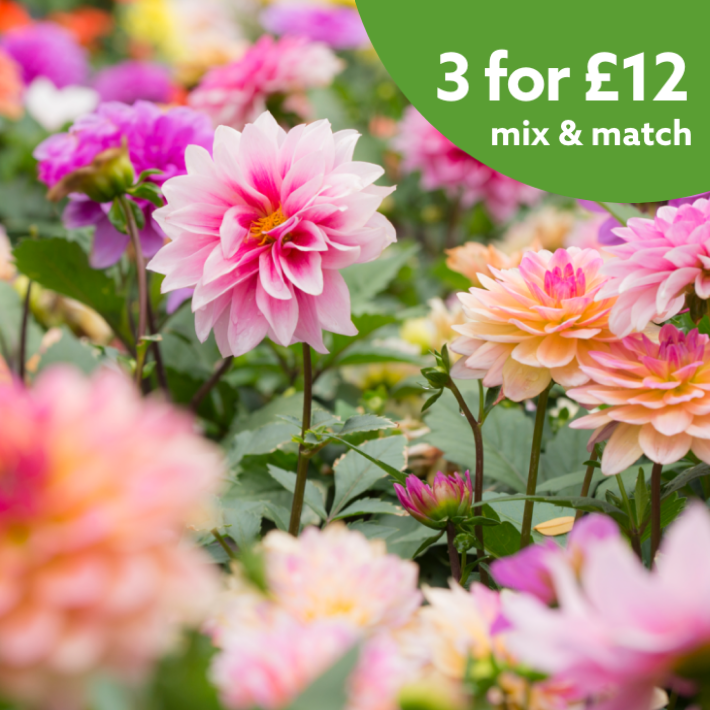 Summer flowering bulbs