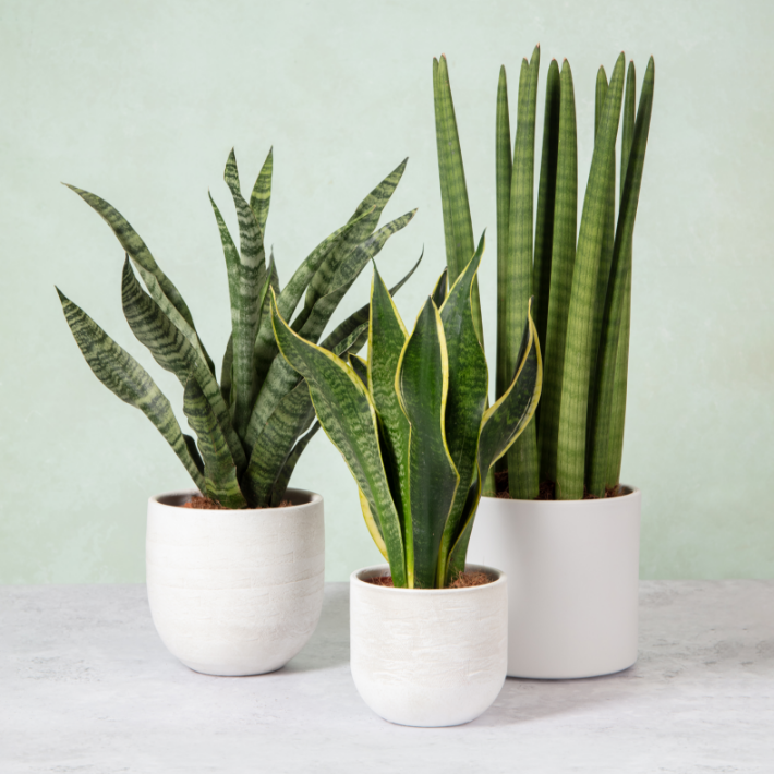 Best plants for air purification