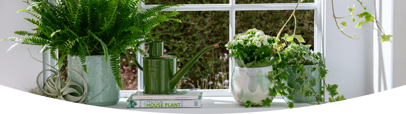 Best plants for air purification