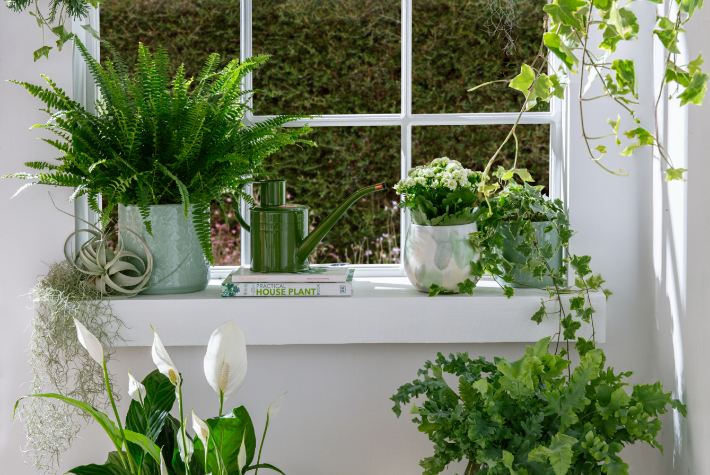 Best plants for air purification