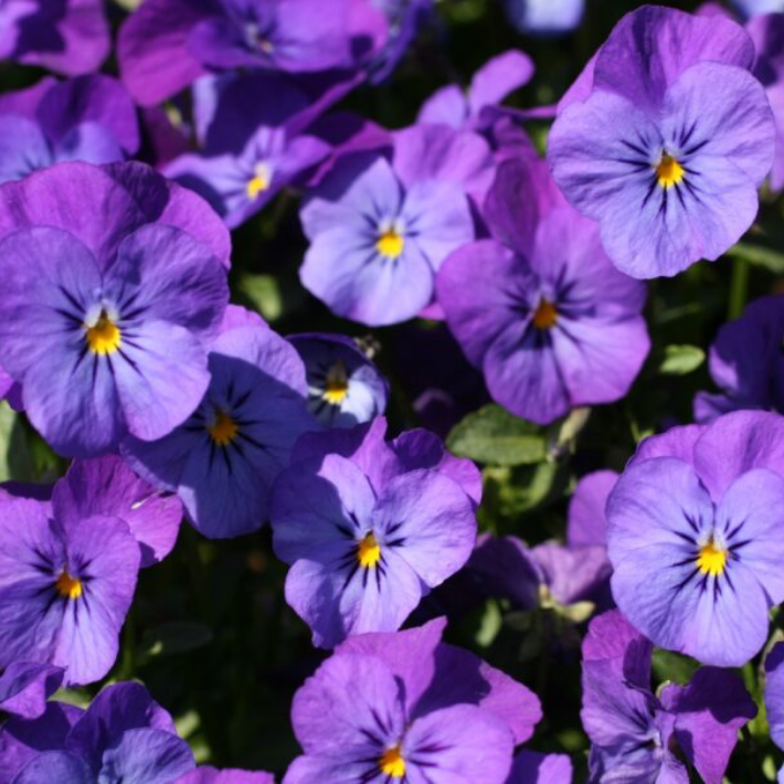 Gardening tips for February