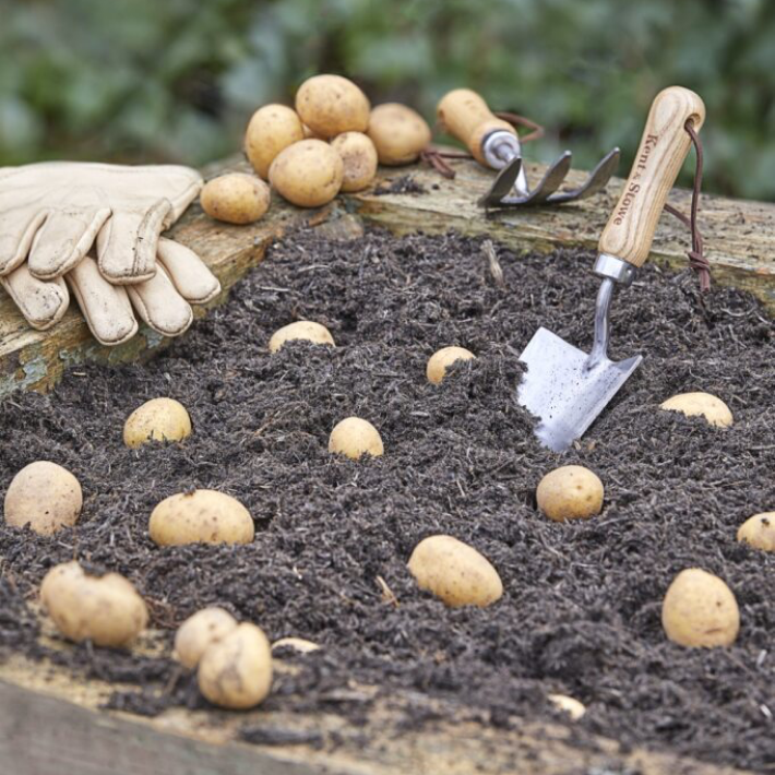 Gardening tips for February