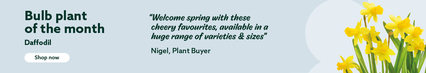 February bulb of the month