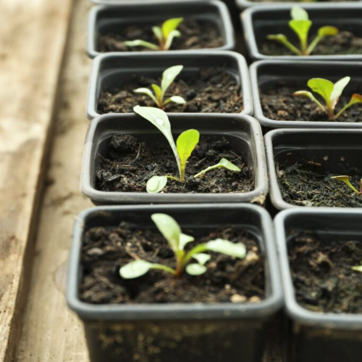 How to propagate seeds indoors