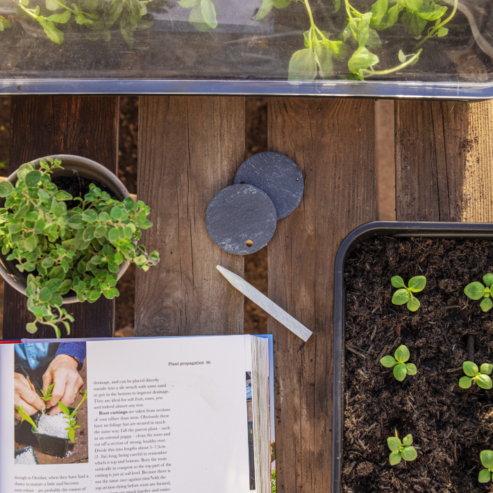 How to propagate seeds indoors