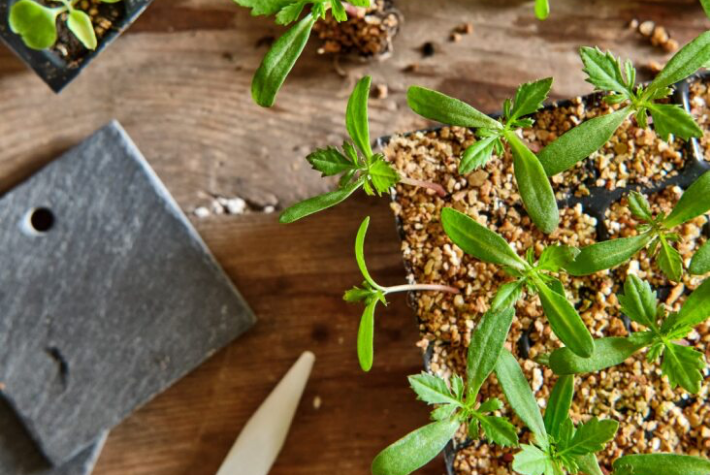 How to propagate seeds indoors