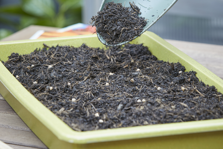 How to propagate seeds indoors