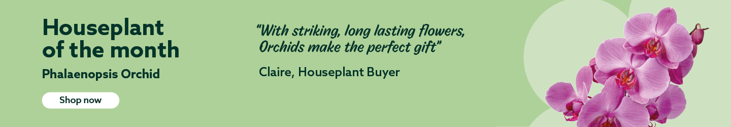 Houseplant of the Month for March: Phalaenopsis Orchid