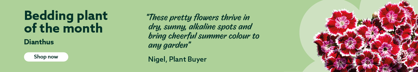 Bedding plant of the Month for March: Dianthus