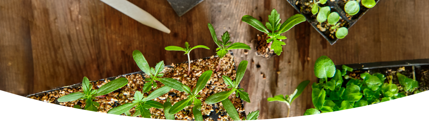 How to plant young plants