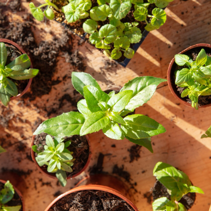 How to plant young plants