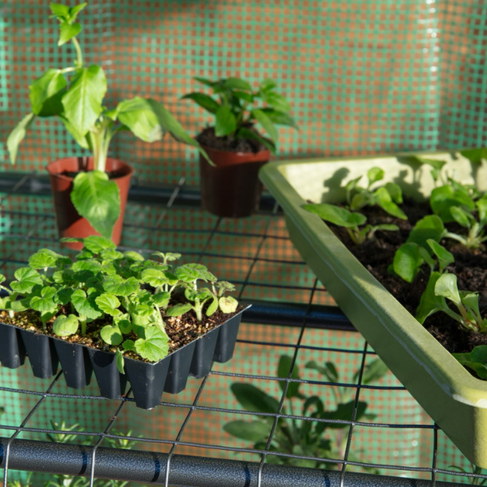 How to plant young plants