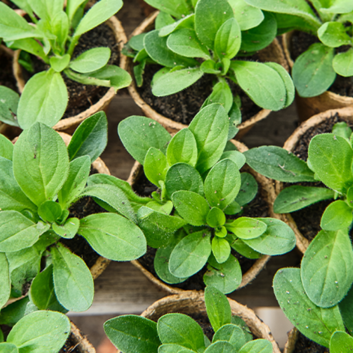 How to plant young plants