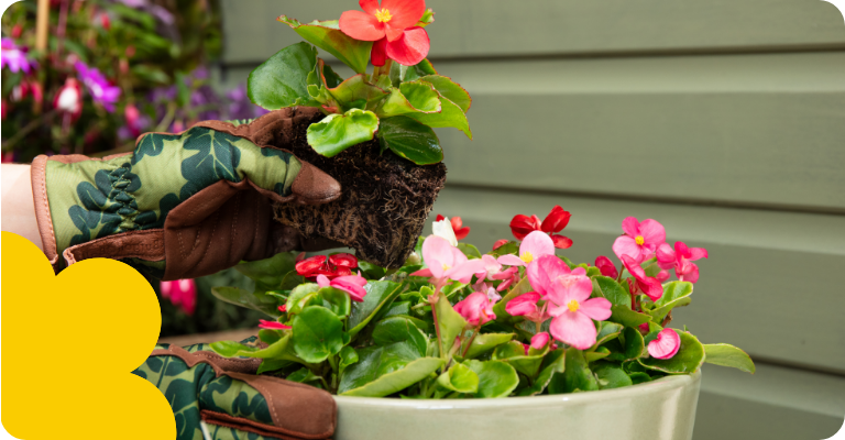 Now’s the time to get planting