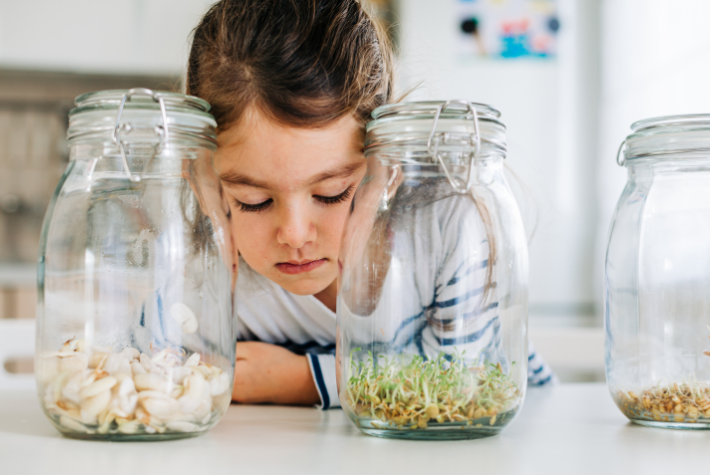 Sprouting peas growing experiment