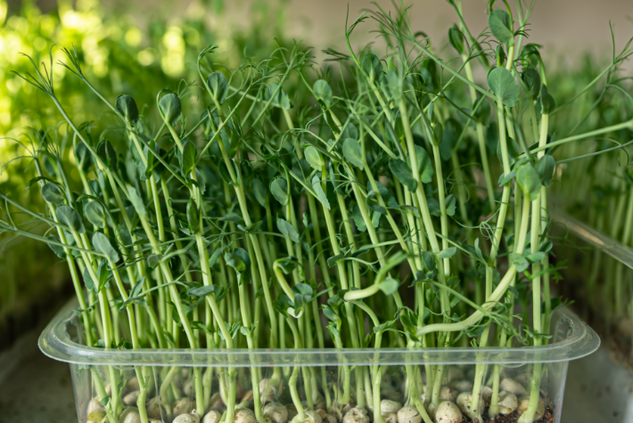Sprouting peas growing experiment
