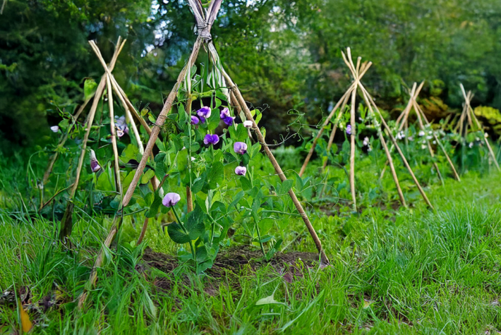 Grow a sweet pea teepee