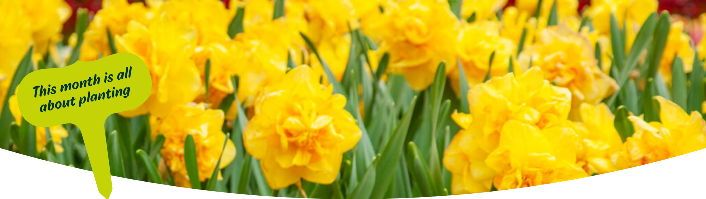 Gardening tips for March