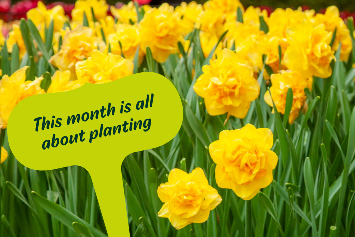 Gardening tips for March