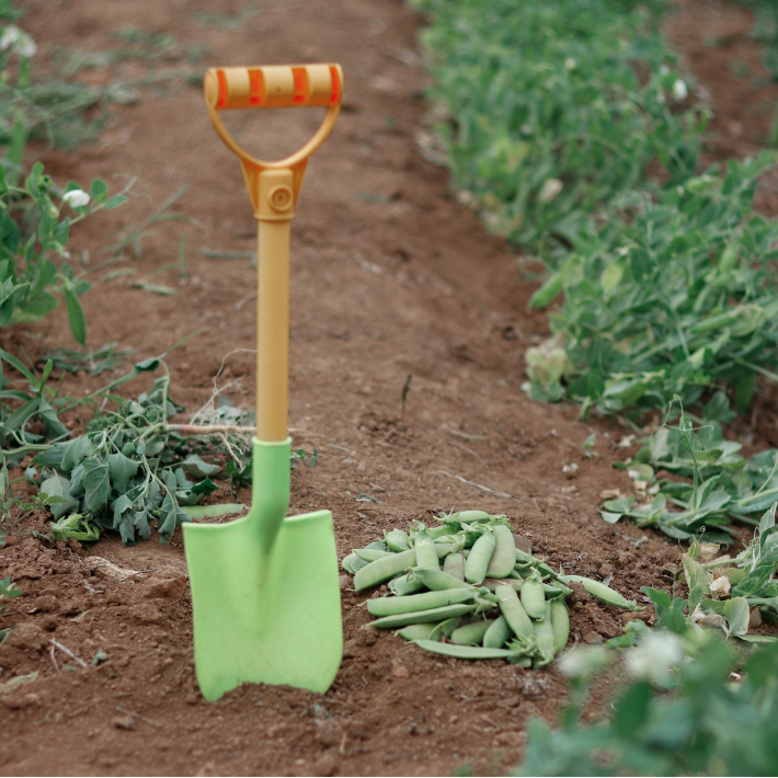 Learn about perfect peas and pod plants