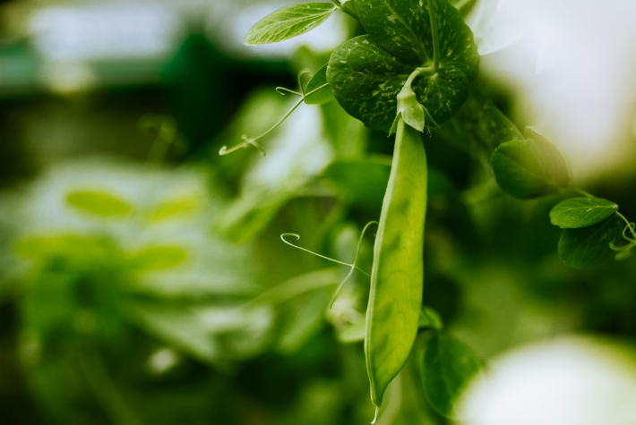 Learn about perfect peas and pod plants