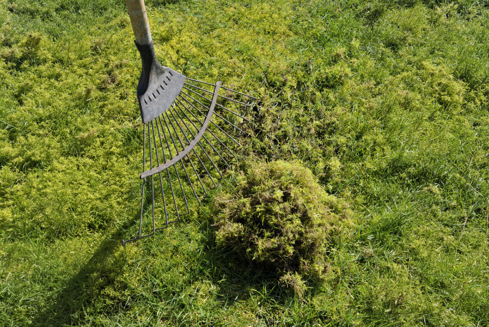 Scarify your grass 