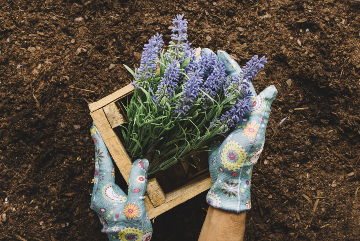 Grow like Eggy the Easter Kitty Bunny