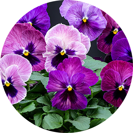 Pansy