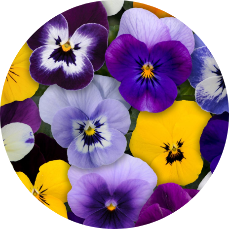 Violas