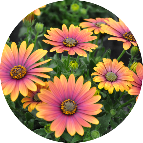 African Daisies