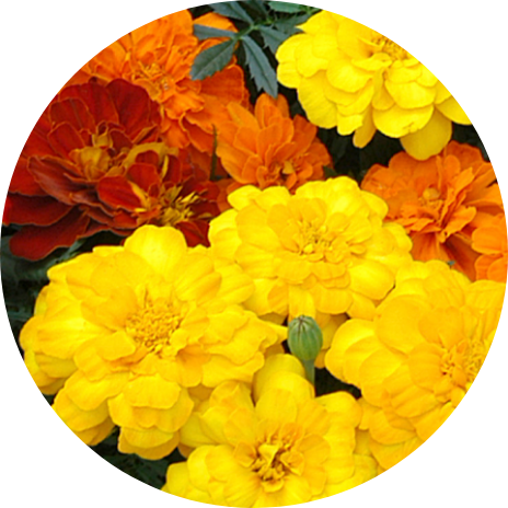 Marigold