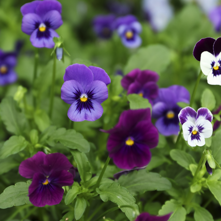 Violas and Pansies 