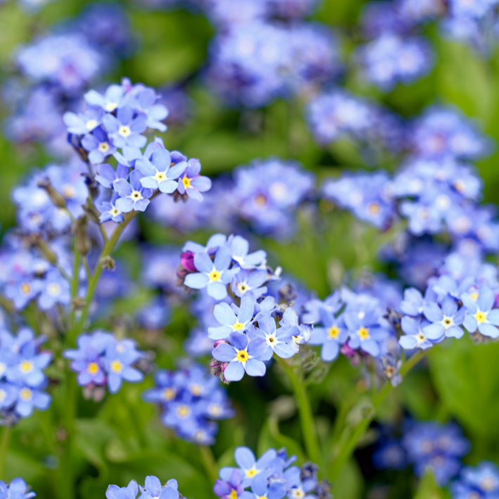 Forget-me-nots
