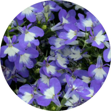 Lobelia