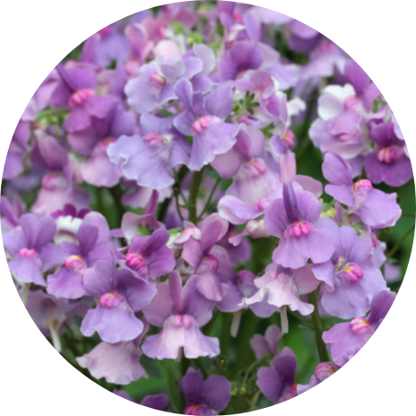 Nemesia