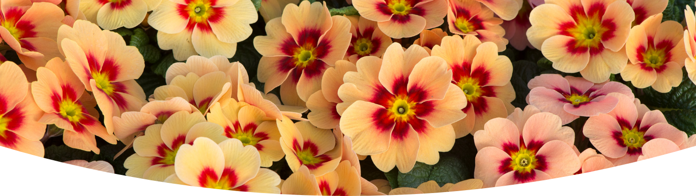Top five spring bedding plants