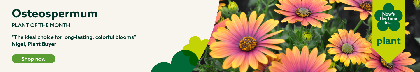 Osteospermum - Plant of the month