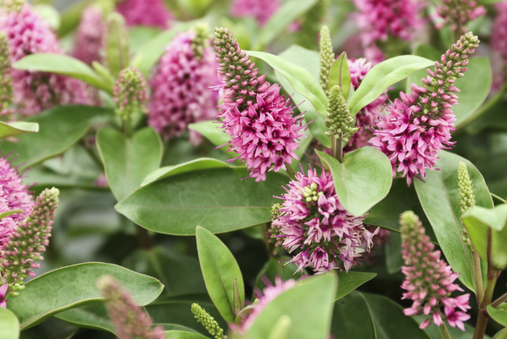 The top five hardy plants to grow this year