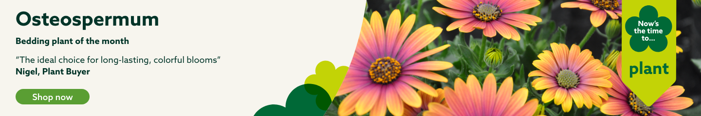 BPOTM-banner-Osteospermum-apr-26.des.png