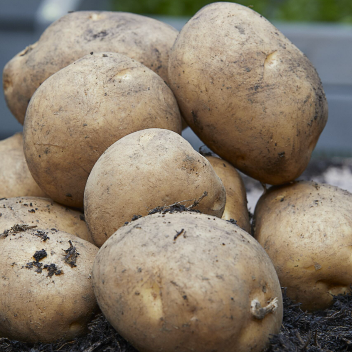 Gardening tips for April