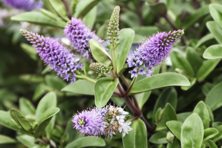 What are hardy plants? 