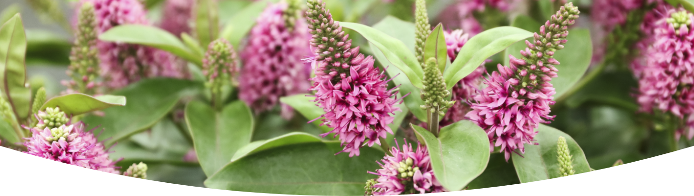 The top five hardy plants to grow this year 