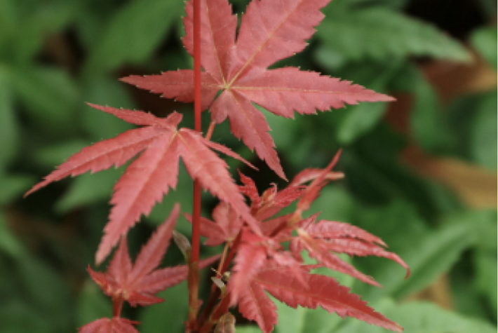 Are hardy plants easy to grow? 