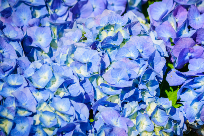Hydrangeas 