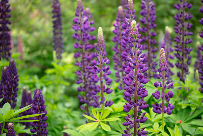 Lupins