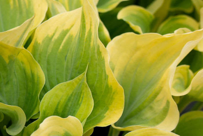 Hostas