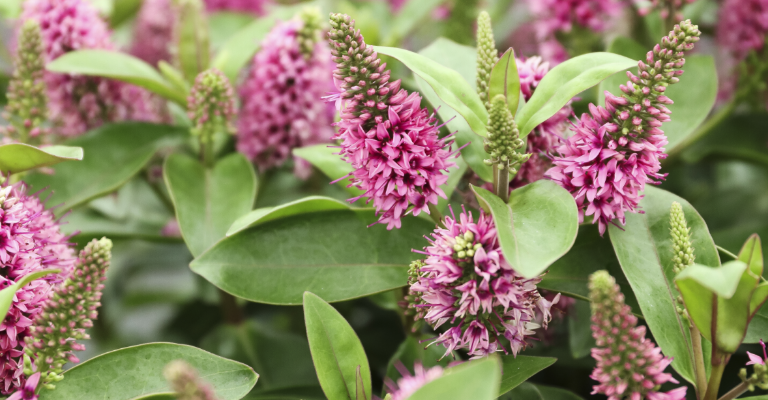 The top five hardy plants to grow this year 